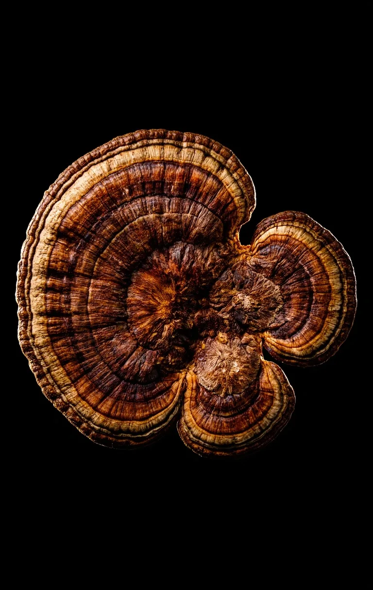 Natural Botanical Specimen